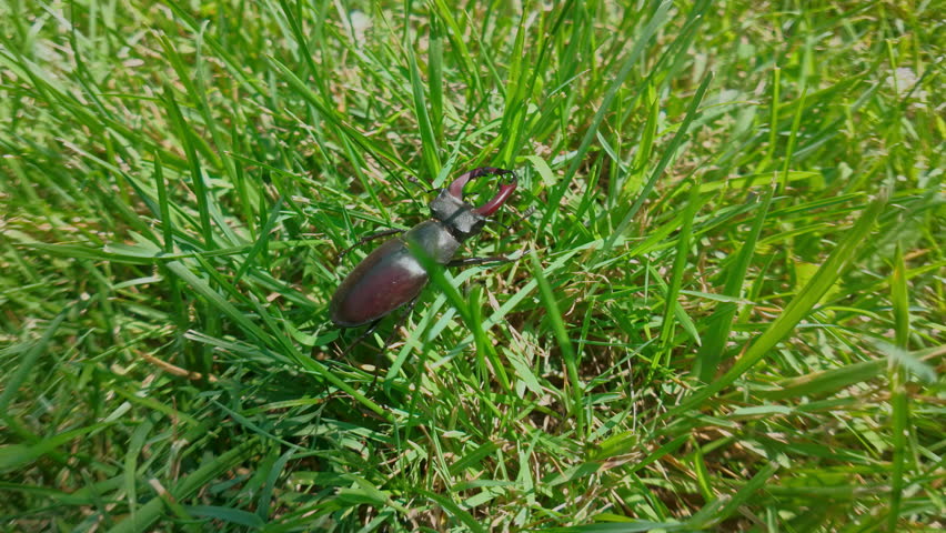 Clumsily negotiating tangle, Greater Stag Beetle crawls, forcing path through high, thick blades of green grass. European Stag Beetle (Lucanus cervus) clumsily moves in thickets grass at summer day