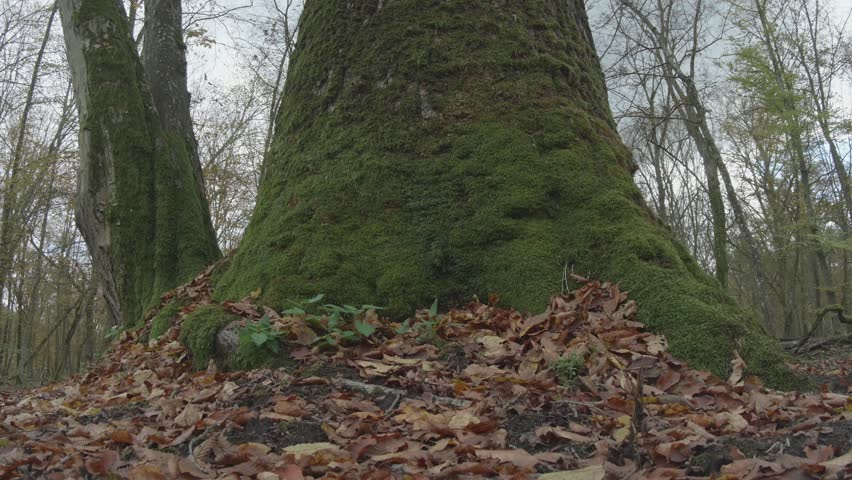 tree in the natural old forest, nature is cool series
