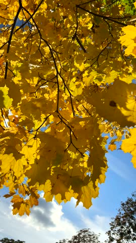 Sunshine beams shining through the yellow autumn leaves. Vertical slow motion footage.