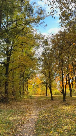 Beautiful road in autumn park with yellow trees. Vertical, slow motion footage.