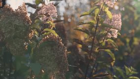 Autumn hydrangea blooms gently backlit by warm sunlight, their soft glow and green leaves creating an atmospheric mood. Lens flare adds depth to this serene outdoor scene - Powered by Shutterstock - Get 15% off with code: PIKWIZARD15