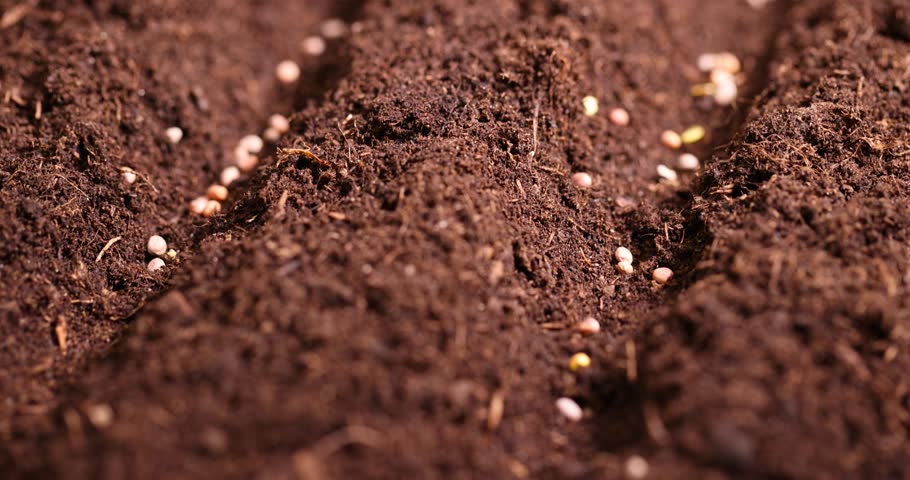 planting radish seeds in soil with the addition of peat , a plot of land mixed with peat in which radish seeds are planted, close up