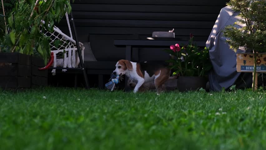 Two Happy Dogs Playing with Toy on Green Backyard Lawn