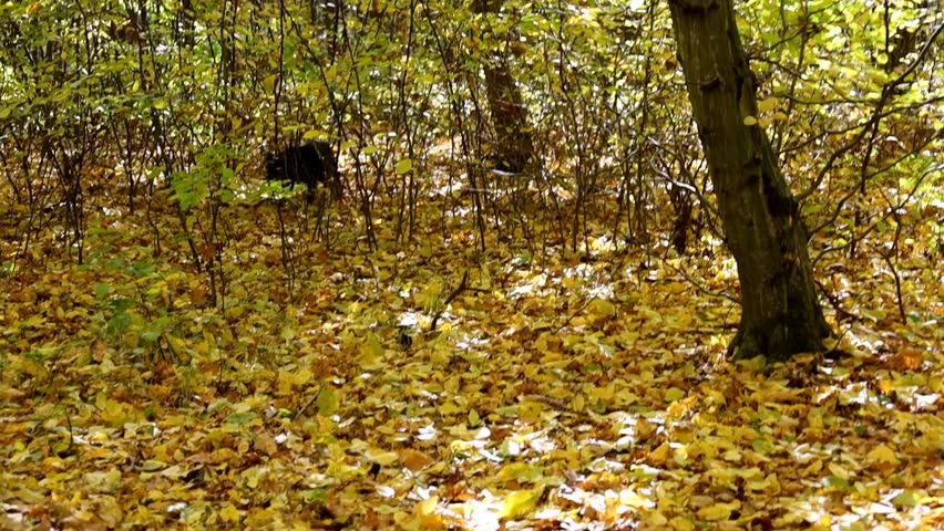 ​A black dog runs briskly through the autumn forest. Golden sunlight filters through the trees, illuminating the fallen yellow leaves. The joyful dog enjoys the freedom and the autumn walk amidst natu
