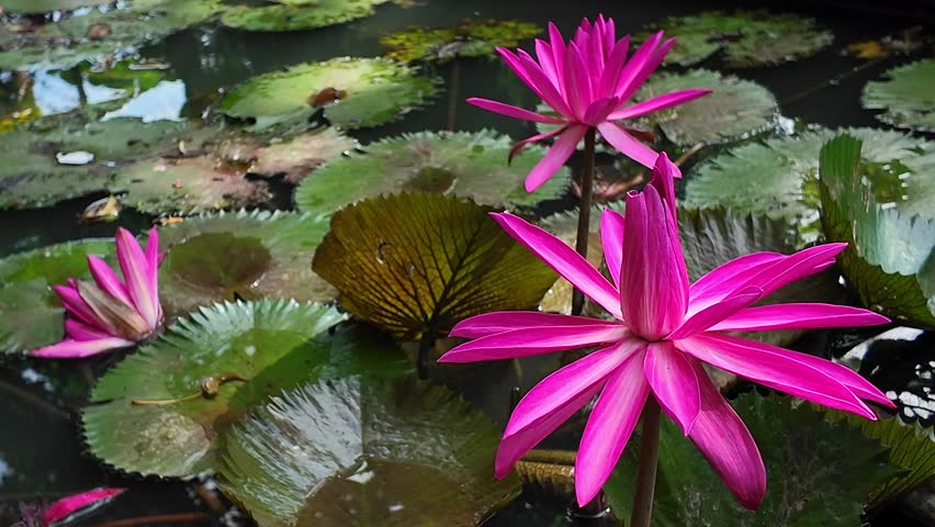 Vibrant red lotus flowers bloom gracefully on serene pond, creating stunning natural beauty, perfect for peaceful landscapes and nature videos, close up