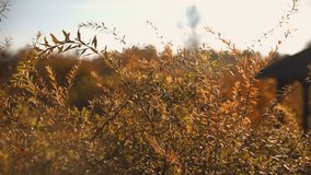 Colorful yellow and orange leaves on the delicate branches of a shrub. An autumn setting in the garden. A gentle breeze sways the branches against a blurred background. - Powered by Shutterstock - Get 15% off with code: PIKWIZARD15