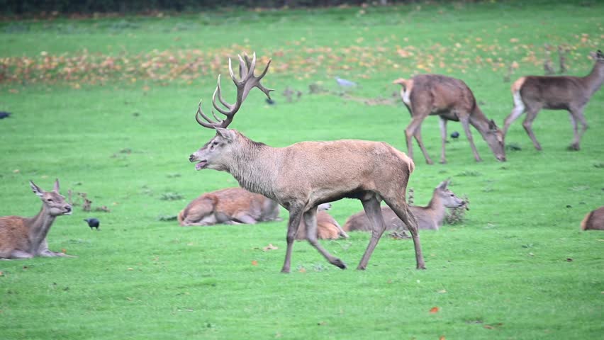 Red Deer stag bellowing Autumn Rutting
