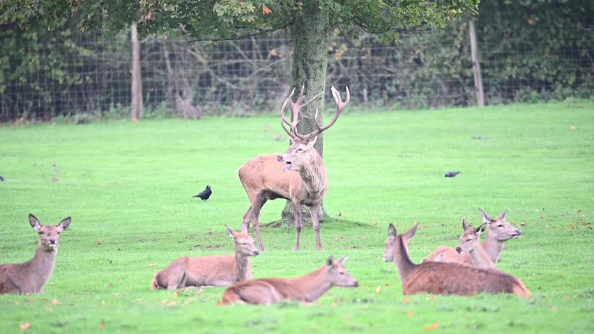 Red Deer stag bellowing Autumn Rutting