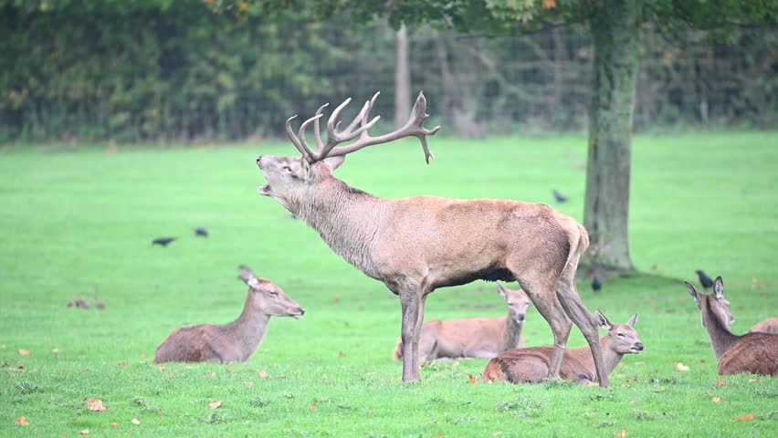 Red Deer stag bellowing Autumn Rutting
