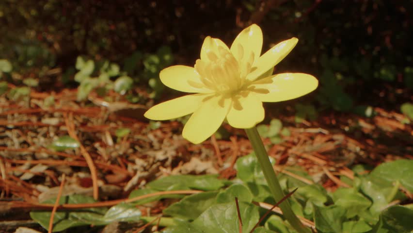 A vibrant close up shot of a single yellow Lesser Celandine (Ficaria verna) flower blooming in natural sunlight, surrounded by green foliage and fallen leaves, capturing the essence of spring and natu