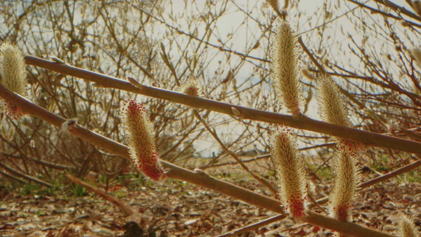 Close up footage capturing the delicate, fuzzy catkins of a Pussy Willow (Salix gracilistyla) in full bloom during early spring at the historic Planting Fields Arboretum State Historic Park in Oyster