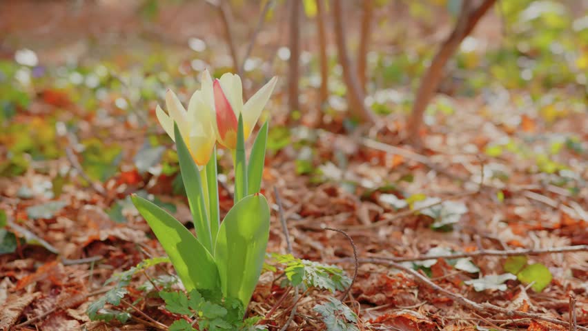 Vibrant yellow and red tulips emerge in the natural woodland setting of Planting Fields Arboretum in Oyster Bay, New York, capturing the essence of spring
