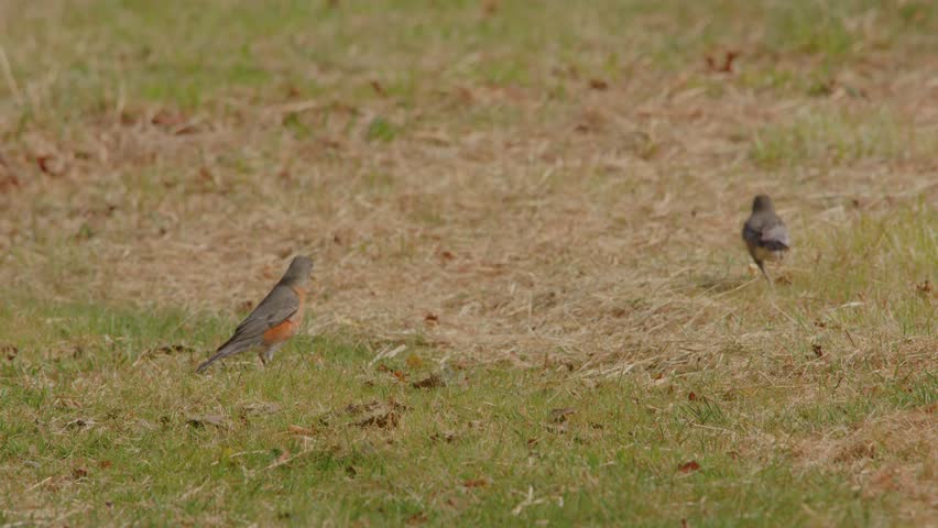 Footage captures two American Robins (Turdus migratorius) actively foraging for food on a lush green lawn at Planting Fields Arboretum State Historic Park in Oyster Bay, New York. The birds are seen h