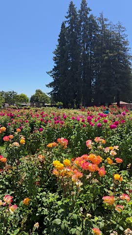 Footage of the Municipal Rose Garden with flowers, lush green trees and grass San Jose California USA