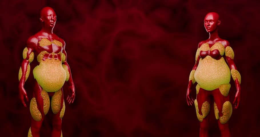 Human Body Cross Section Showing Fat Distribution in Abdomen and the Effect of Fitness on Belly Fat 3D Rendering
