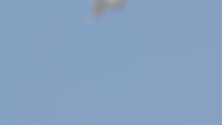 little tern in a sky