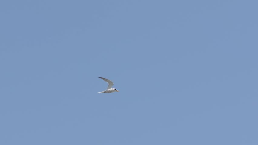 little tern in a sky