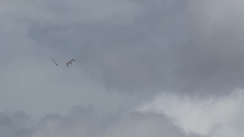 little tern in a sky