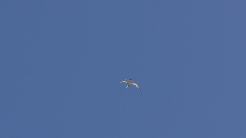 little tern in a sky
