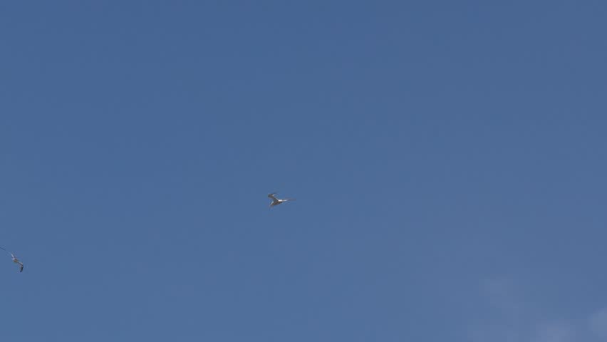 little tern in a sky