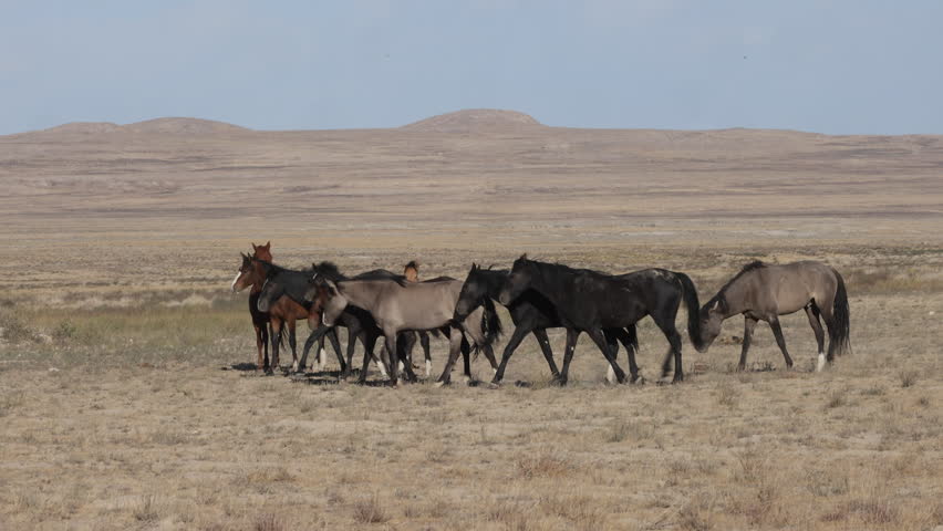 Herd of Wild Horses in Autumn in the Utah desert