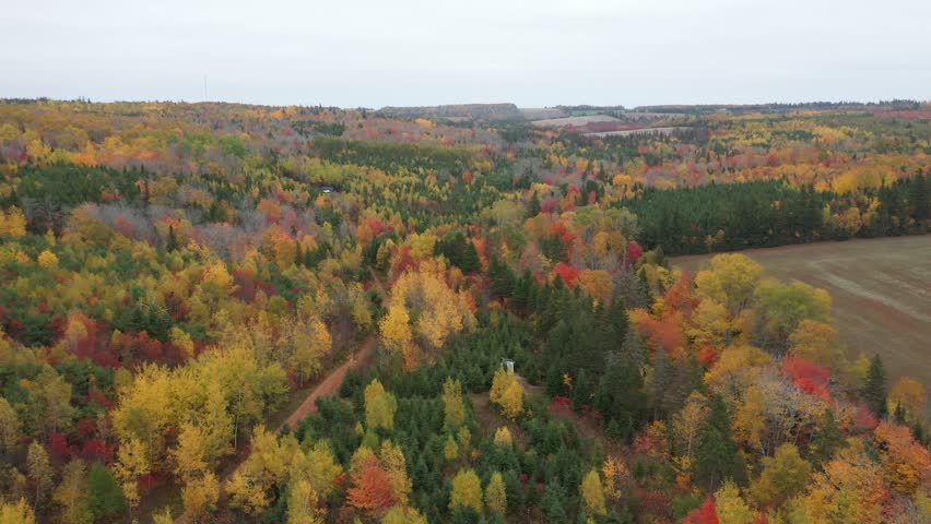 Aerial view of colorful autumn forest of Prince Edward Island