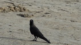 a crow stands alone on textured sand its quiet stance and soft daylight creating a poetic scene of solitude resilience and balance between motion and stillness - Powered by Shutterstock - Get 15% off with code: PIKWIZARD15