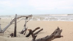 Close-up of driftwood on a sandy beach with gentle ocean waves in the background. Natural coastal scene perfect for relaxation, travel, or nature projects. - Powered by Shutterstock - Get 15% off with code: PIKWIZARD15