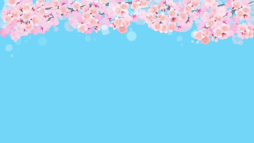 Loop animation of blue sky and swaying cherry blossom branches in full bloom