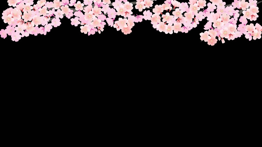 Loop animation of blooming cherry blossom branches swaying (transparent background)
