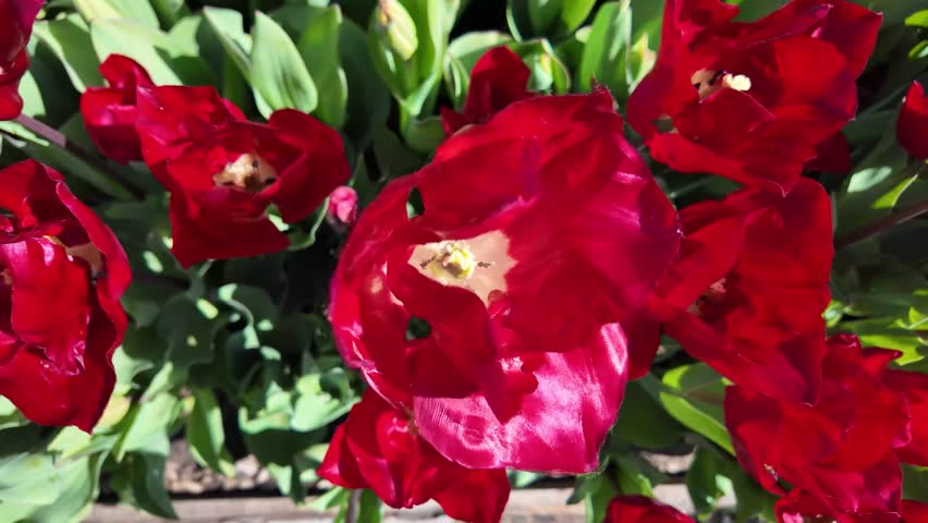 Top-down close-up of vibrant red tulips blooming in sunlight