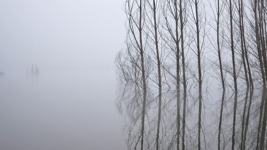The fog envelops the waterside woods