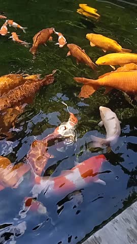 Top view lots of colorful Koi Fish swimming in a pond