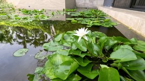 White lotus blooms in a serene pond, natural daylight, slow camera pan, tropical outdoor setting - Powered by Shutterstock - Get 15% off with code: PIKWIZARD15
