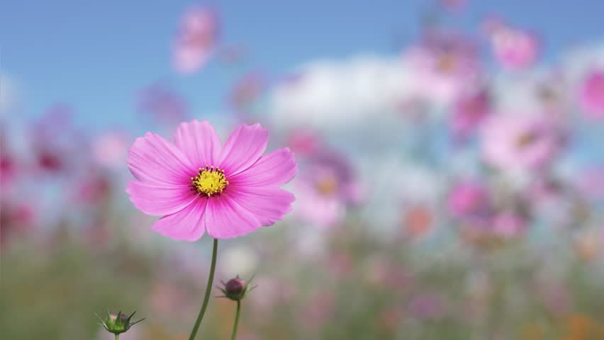 Cosmos flowers in full bloom swaying in the wind against the blue sky