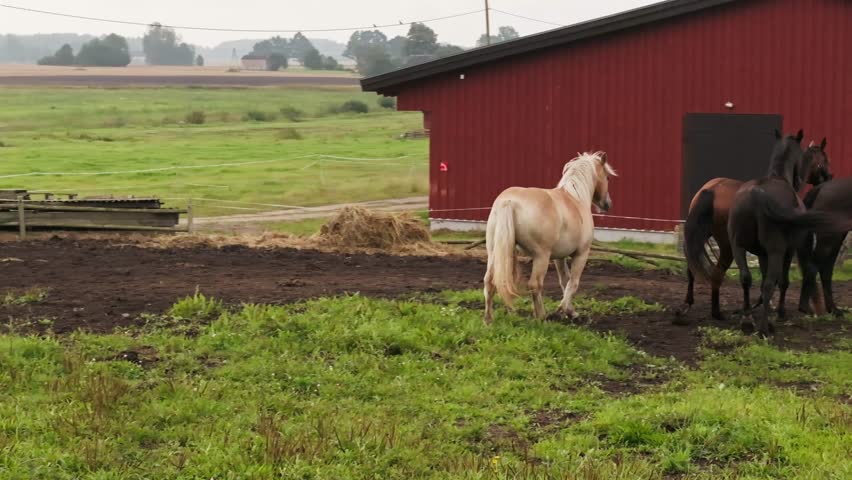 Slow motion scene reflects individuality as one horse moves beyond conformity