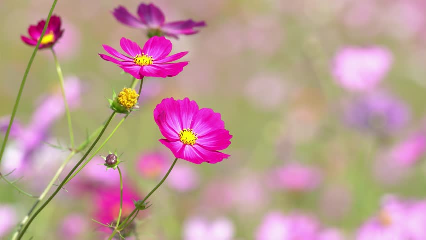 Cosmos flowers in full bloom swaying in the wind