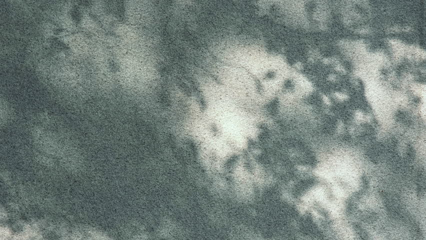 Shadow background of natural tree leaves on white wall texture.