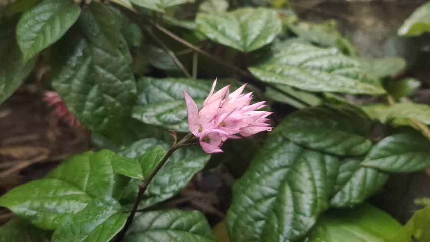 Clerodendrum thomsoniae, also known as Bleeding Heart Vine, is an ornamental vine native to tropical West Africa. This plant is often used as a shade plant and for traditional medicine.