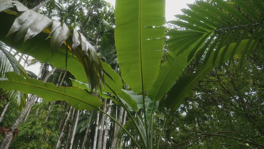 vibrant, low angle shot capturing the dense, verdant canopy of a tropical botanical garden in Hawaii, featuring large, striking leaves of plants like banana or Traveler