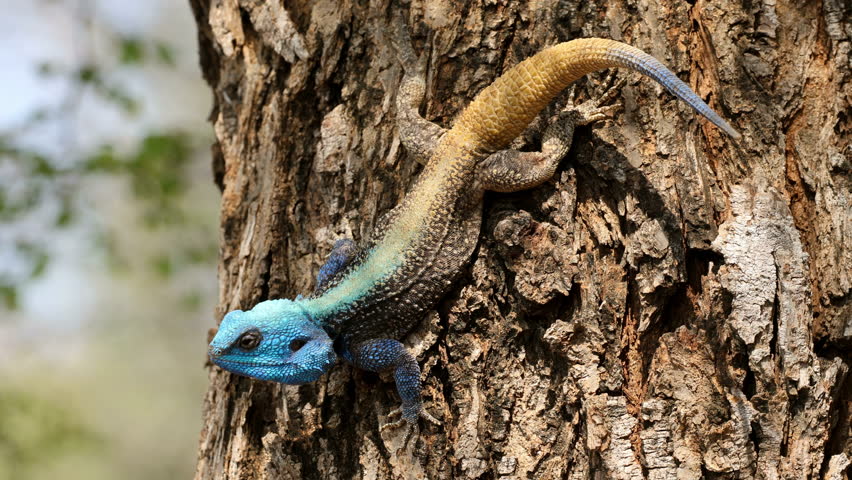 A colorful male southern tree agama (Acanthocercus atricollis) in a tree, Kruger National Park, South Africa