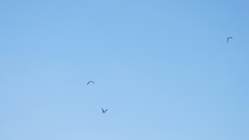 Three small seagulls or birds silhouetted while flying high in a clear, light blue sky