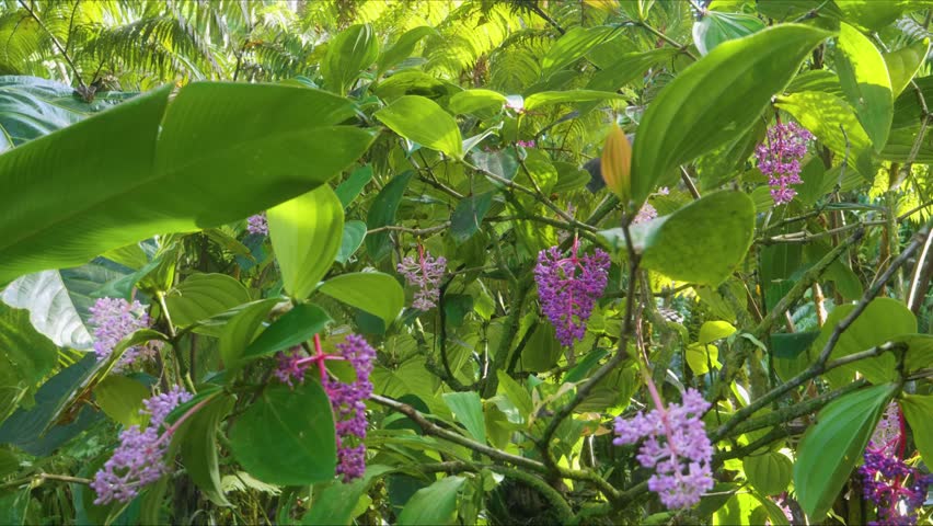 Close up footage of beautiful pink and purple Medinilla flowers likely Medinilla speciosa or Medinilla magnifica blooming amidst lush tropical foliage at the Hawaii Tropical Botanical Garden on the Bi