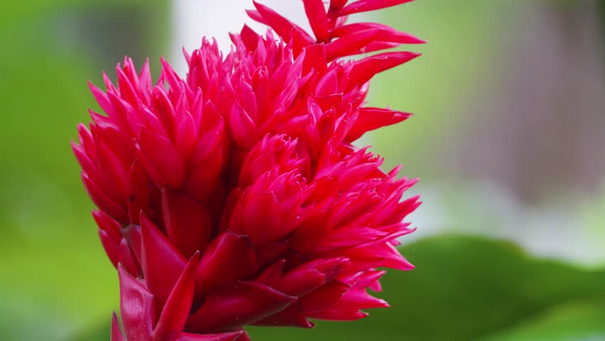 close up shot of a red ginger flower Alpinia purpurata, also known as Ostrich Plume or Pink Cone Ginger, thriving amidst lush green foliage in a vibrant Hawaiian botanical garden. This footage capture