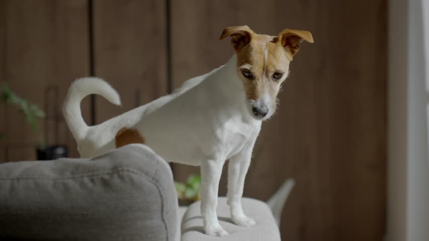 Small alert dog standing on sofa in living room and looking out of window. Jack Russell terrier barking at home. Concept of pet behavior, animal curiosity and domestic lifestyle