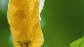 Close up footage of a striking yellow Lollipop flower Pachystachys lutea blooming in a lush Hawaiian botanical garden, showcasing its unique form and vibrant color against a natural green background. - Powered by Shutterstock - Get 15% off with code: PIKWIZARD15