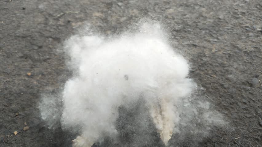 Soft, white natural kapok fibers are scattered on the ground.