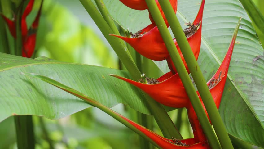 Close-Up of Red and Orange Heliconia Flowers, Also Known as Lobster Claws or False Bird of Paradise, Amidst Lush Green Foliage in a Hawaiian Botanical Garden