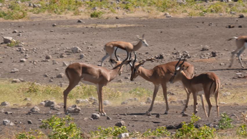 Impala antelope (Aepyceros melampus) in Etosha National Park, Namibia, Africa safari wildlife and wilderness