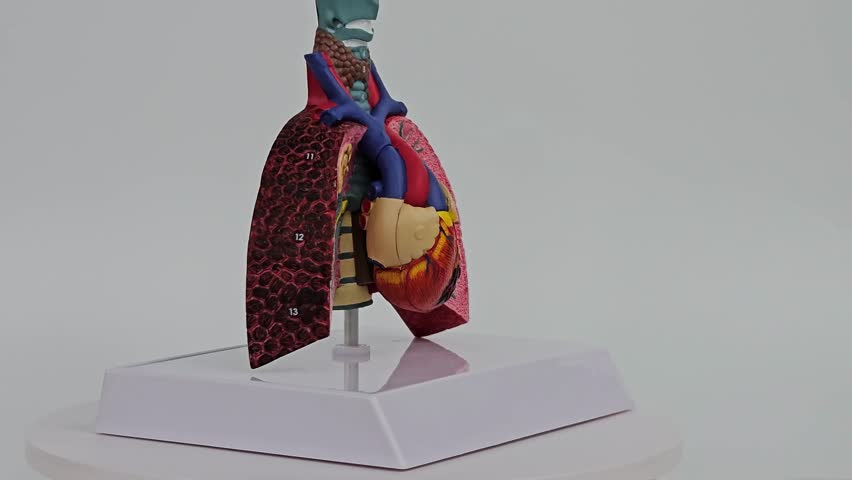 Detailed 3D model of human anatomy showcasing lungs and heart for educational purposes - Powered by Shutterstock - Get 15% off with code: PIKWIZARD15